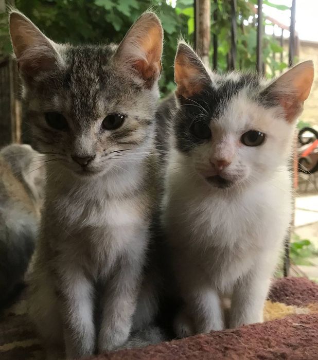 Кошенята в добрі руки