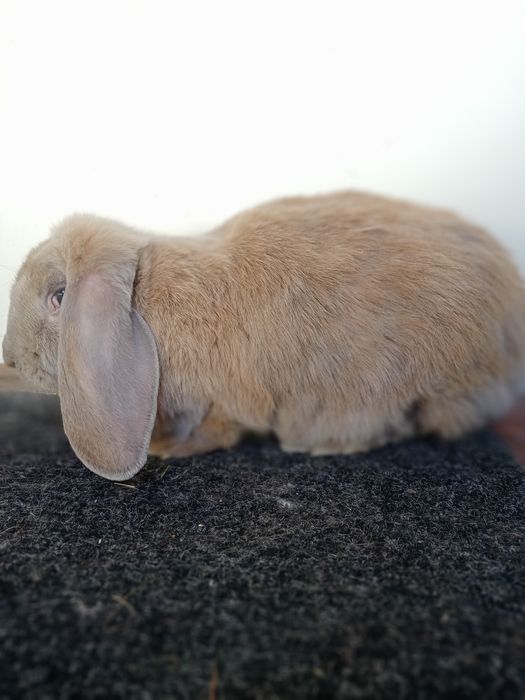 Кролики-Кролі Французький Баран французский