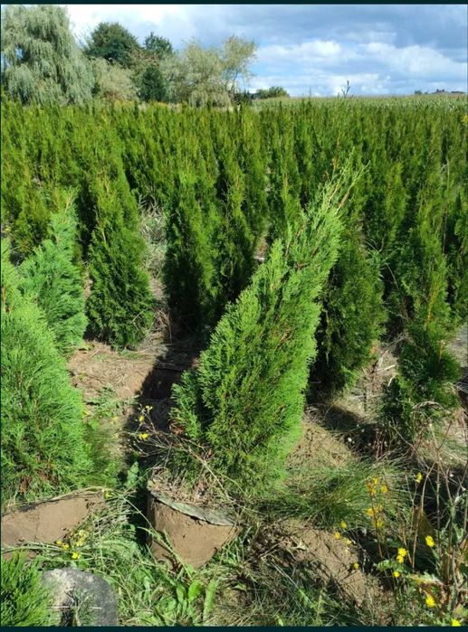 Tuje szmaragd dostawa/sadzenie