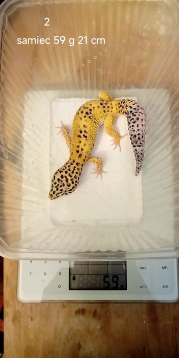 Roczne Gekony Lamparcie