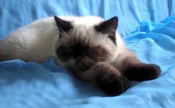 Opieka nad kotem /domowy Hotel dla kota 30 PLN za dobę