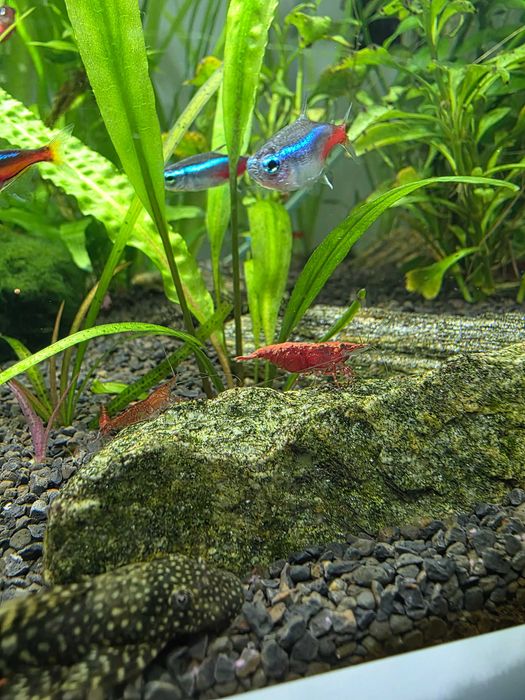 Akwarystyka/Krewetki red cherry