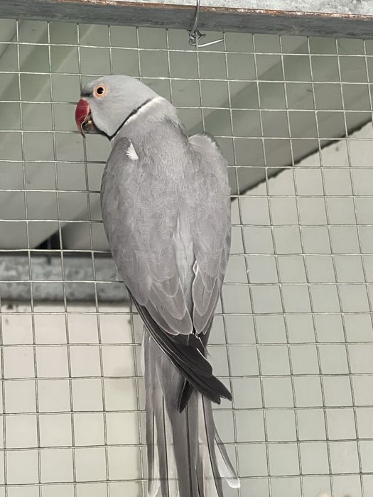 Casal Ring Neck Cinza duplo portador   x verde cinza opalina // CC