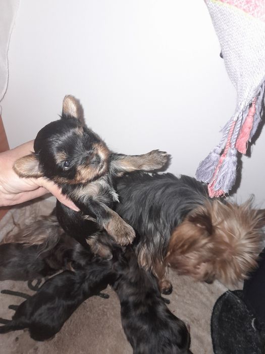 Йорчата  девочки