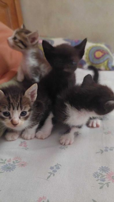 Gatinhos para adoção responsável