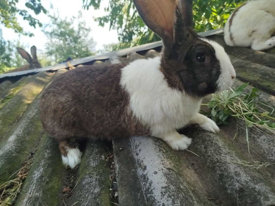 Продаю хороших кролів породи строкача та змішаних з фландером