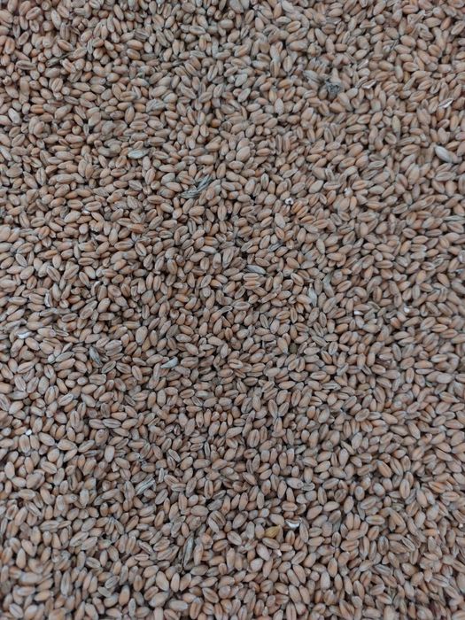 Pszenica  jara i ozima.