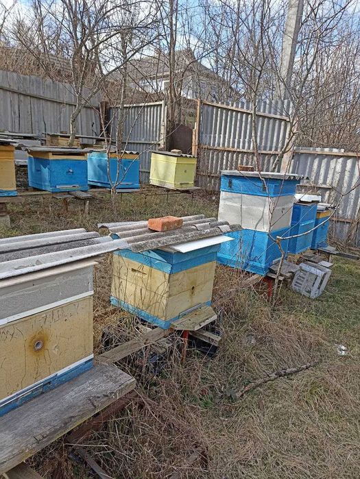 Продам бджолосімʼї, бджолопакети.