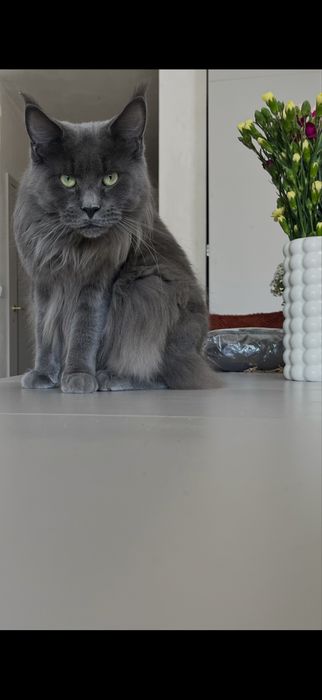 Kot maine coon kocur