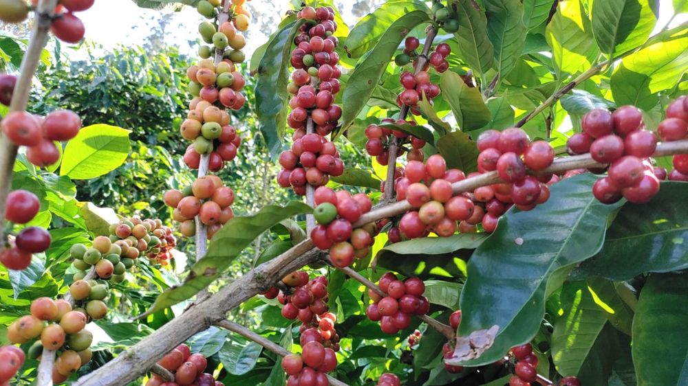 Planta de café / Cafezeiro / Cafeeiro / Café arábica