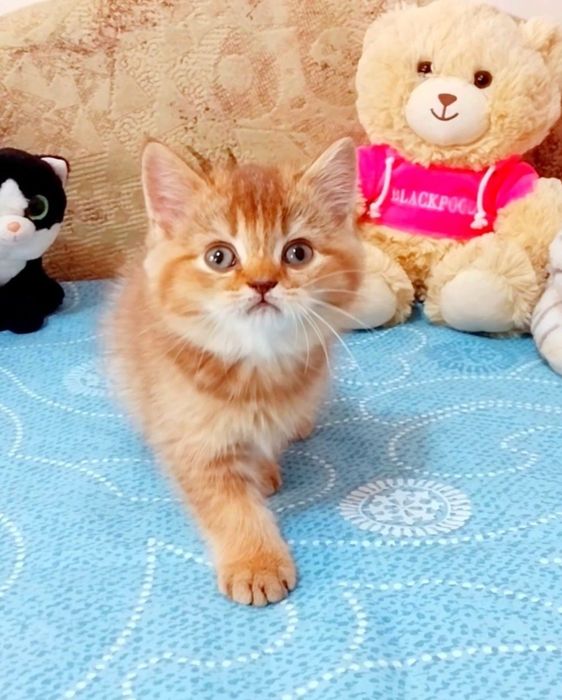 Шикарний котик шоколадна золота шиншила