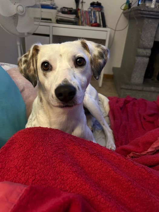 Cão jovem para adoção