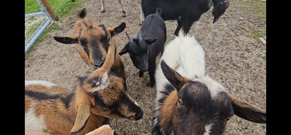 Casal cabritos anões