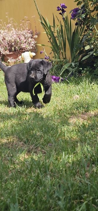 Labrador retriever  Alta qualidade