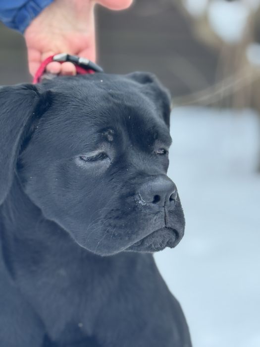 Чудова дівчінка Кане Корсо (Cane Corso Italiano)