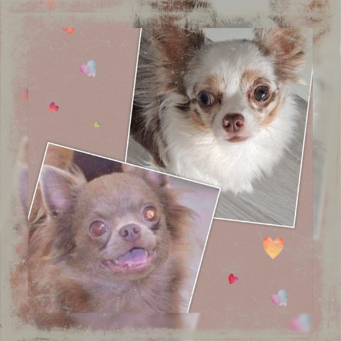 Chihuahua długowłosy