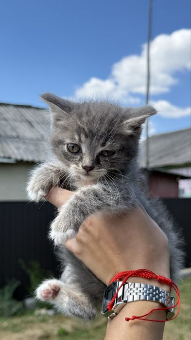 Віддам котиків в добрі руки
