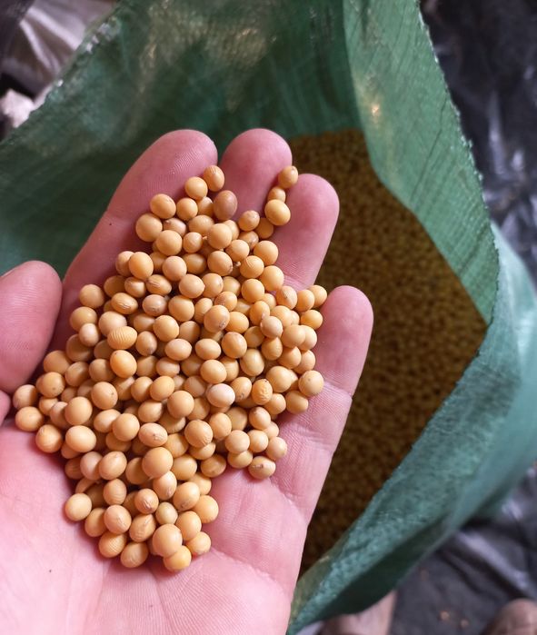 Продаю сою Аббі.