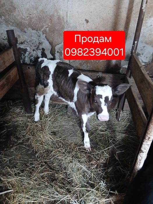 Продам  теличку  .        .