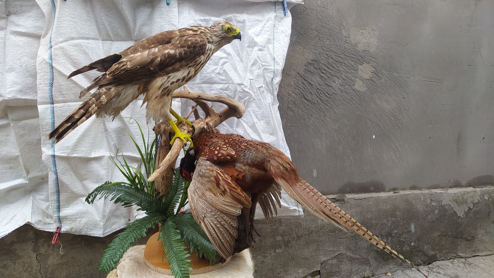 Чучело ястреба тетеревятника композиция