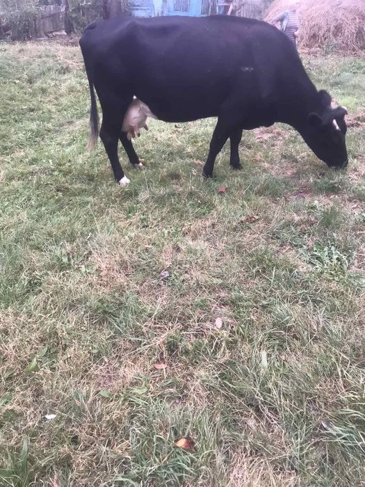 Продам добру корову