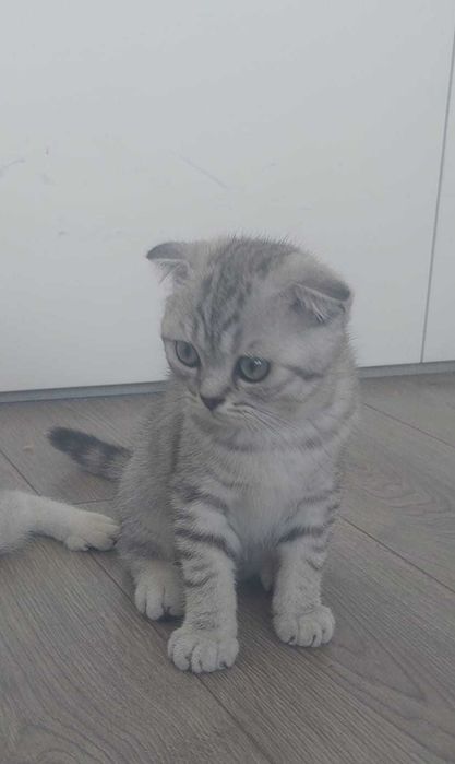 Scottish Fold silver tabby