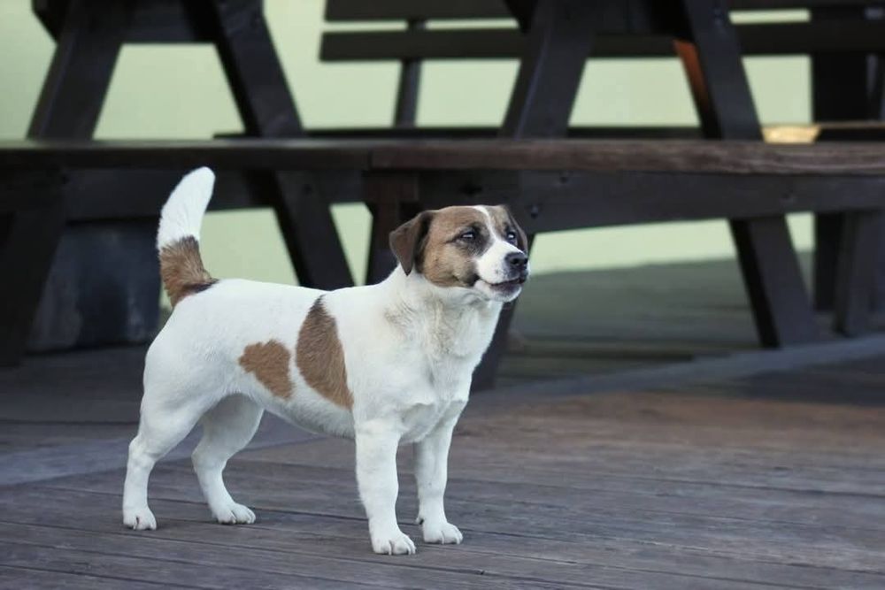 NELA, suczka Jack Russell Terrier FCI, ZKwP