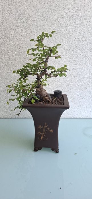 Bonsai Ulmus Parvifolia - cascata