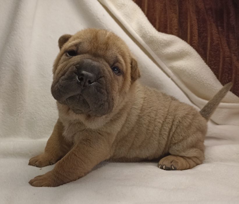 Щенки Шарпей, рыжий окрас