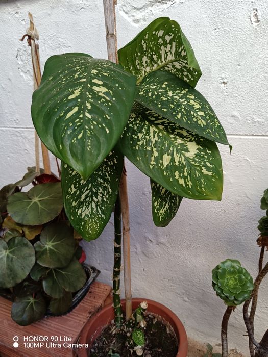 Vendo estas plantas