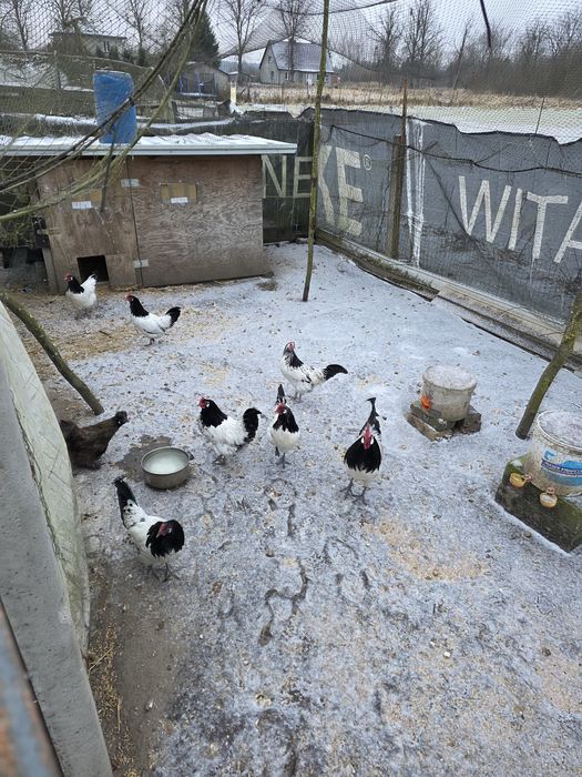 Silki ,hamburskie,lakenvender, biegusy,kogutki mix