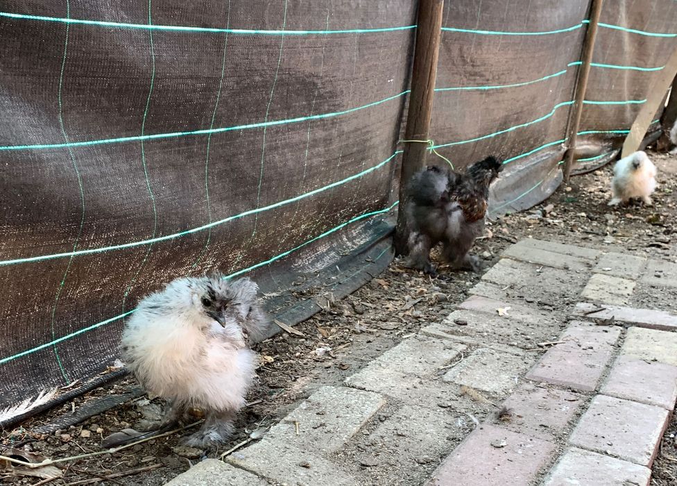 Ovos de raça pura sedosa