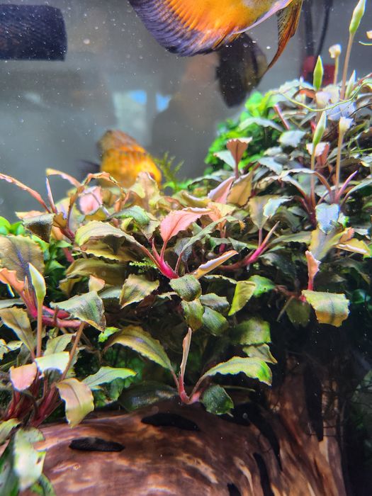 Rośliny akwariowe z przycinki
