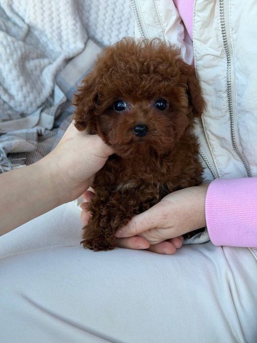 Наші малюки зачарують найвибагливіших Той та тікап пуделята