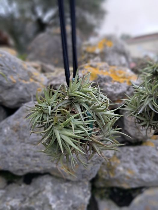 Tillandsias plantas aéreas 
Não precisam de terra, só d