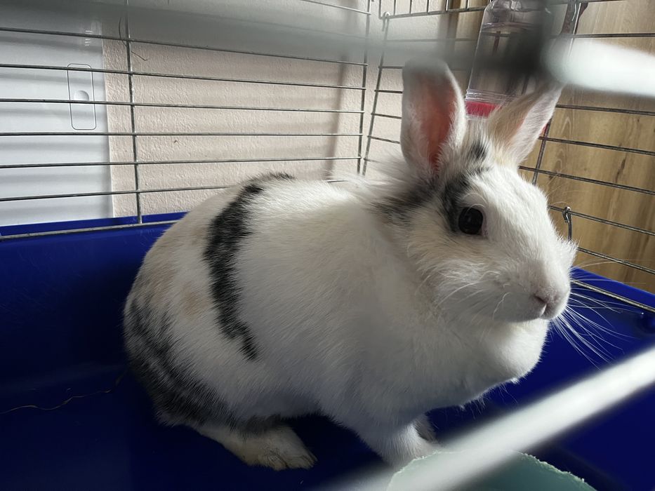 Oddam samice krolika