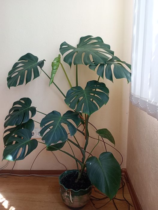 Продам  Монстеру