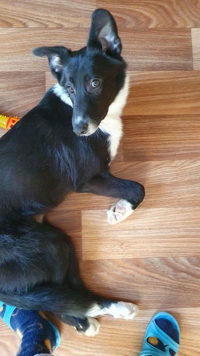 Шукає дім Міла 5,5 міс, оброблена, щеплена