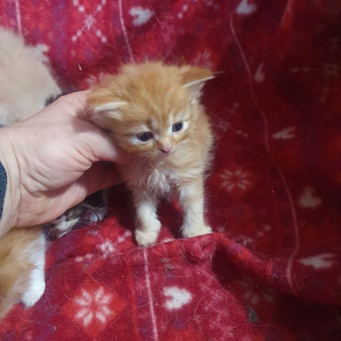 Р уде кошеня хлопчик