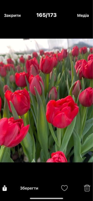 Тюльпани тюльпаны продажа продаж опт