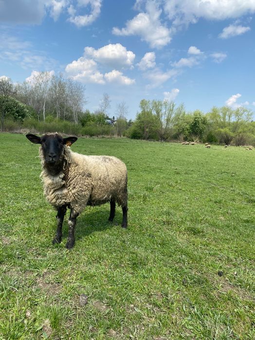 Owce jagnięta czarnogłówka