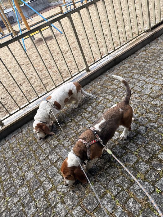 Petsitting e Estadia Familiar503917043662858240