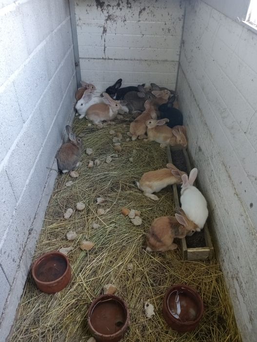 Vendo coelhos caseiros