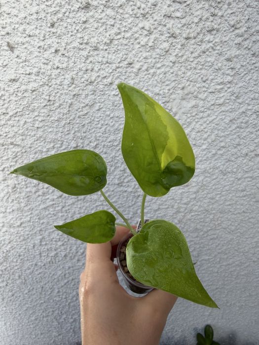 Alocasia Cuculata Aurea