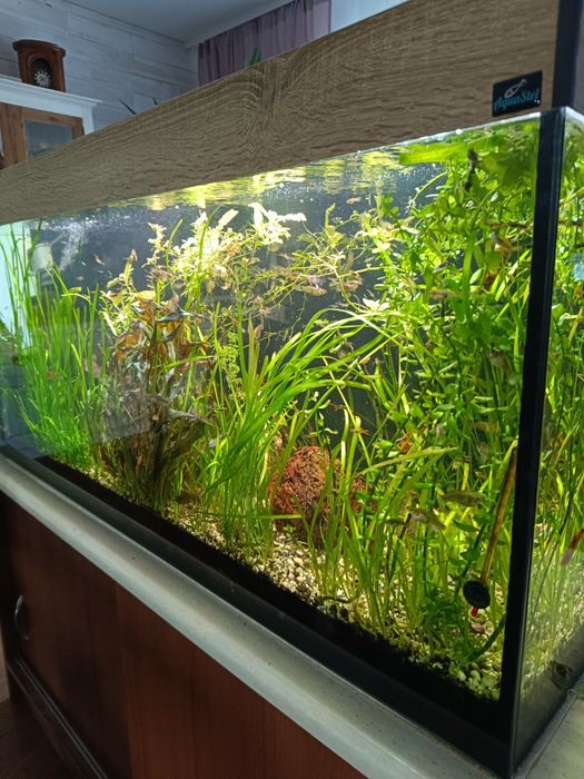 Sprzedam akwarium z życiem