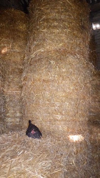 słoma w belach sucha 55 zl