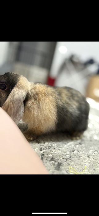 Królik Minilop/Baranek