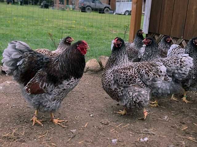 Яйце на інкубацію, курчата, Віандот: блакитне золото, срібло.