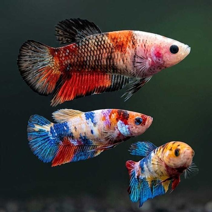 Bojownik samica koi Betta splendens