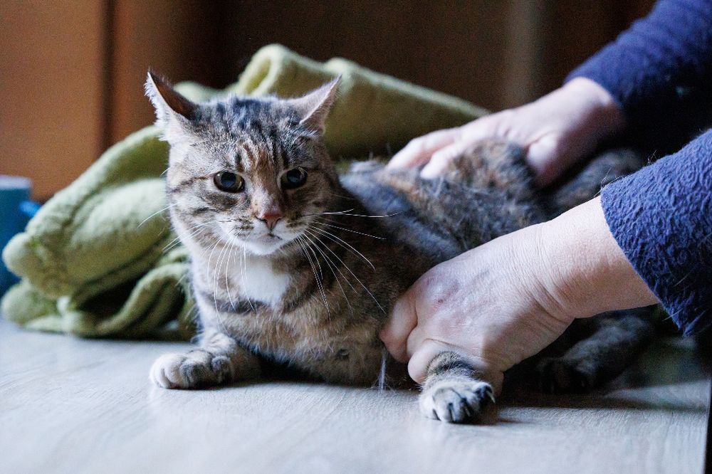 Myszka - buro- ruda kotka do adopcji